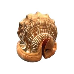 Cypraecassis rufa 5" Cassidae Cassis rufa Collectible shells Sea shell Vtg